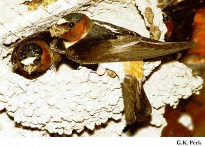 Photo (16): Cliff Swallow