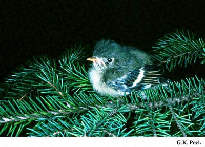 Photo (29): Ruby-crowned Kinglet