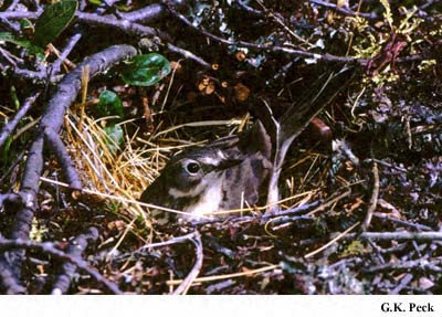 Photo (22): American Pipit