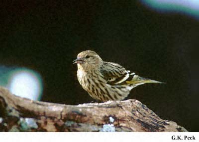 Photo (22): Pine Siskin
