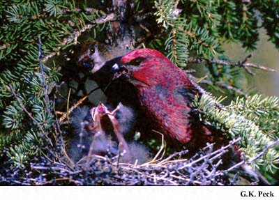 Photo (15): Pine Grosbeak
