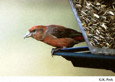 Photo (12): Red Crossbill