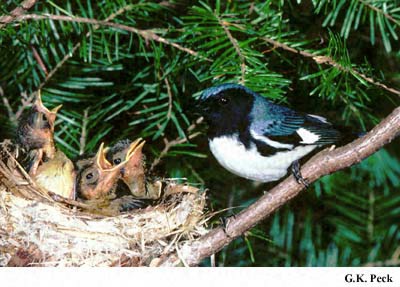 Photo (21): Black-throated Blue Warbler