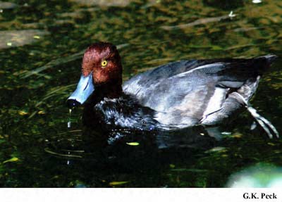 Photo (20): Redhead