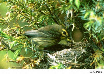 Photo (22): Prairie Warbler