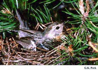 Photo (12): Bay-breasted Warbler