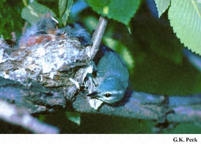 Photo (16): Cerulean Warbler