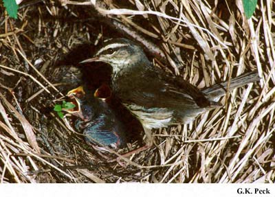 Photo (23): Northern Waterthrush