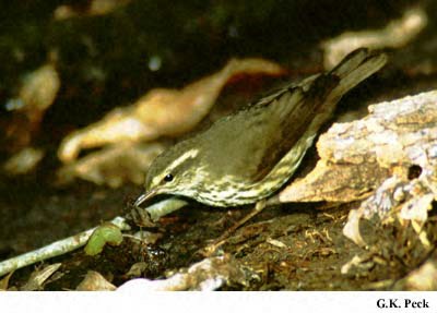 Photo (8): Louisiana Waterthrush