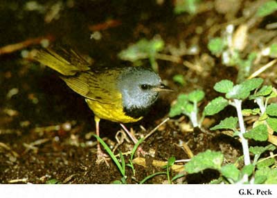 Photo (5): Mourning Warbler