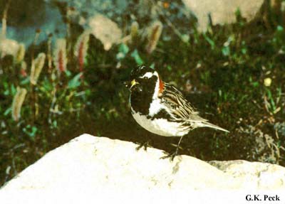Photo (7): Lapland Longspur