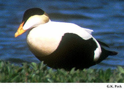 Photo (5): Common Eider
