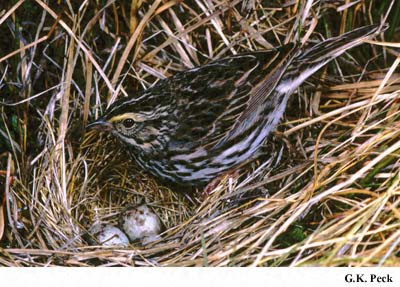 Photo (21): Savannah Sparrow