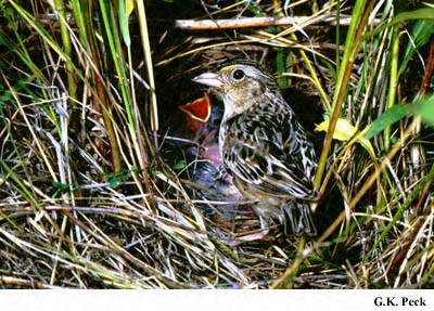 Photo (16): Grasshopper Sparrow