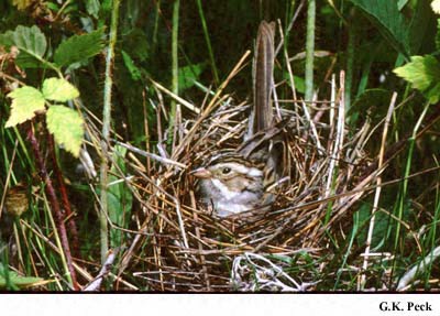 Photo (21): Clay-colored Sparrow