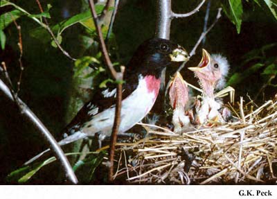 Photo (18): Rose-breasted Grosbeak
