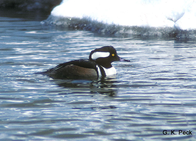 Photo (5): Hooded Merganser