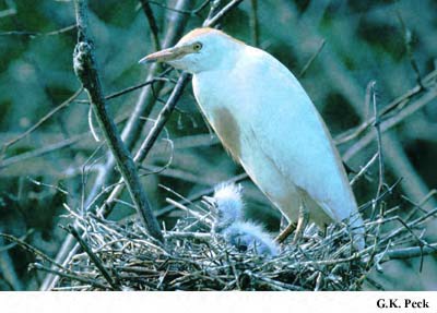 Photo (23): Cattle Egret