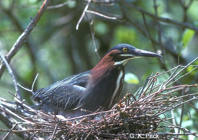 Photo (20): Green Heron