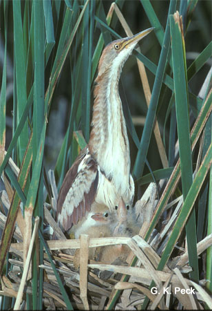 Photo (18): Least Bittern