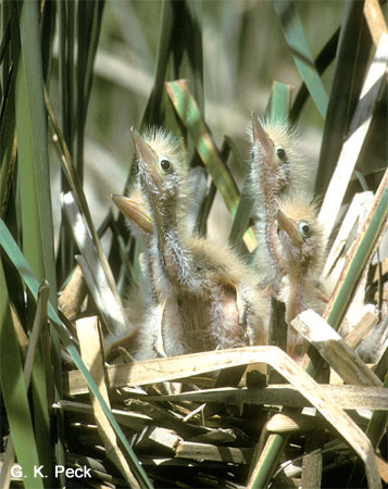 Photo (19): Least Bittern