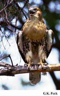 Photo (12): Red-tailed Hawk