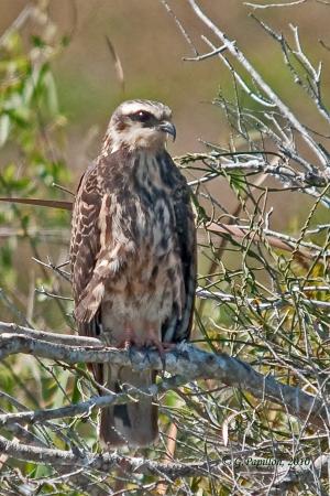 Photo (20): Snail Kite