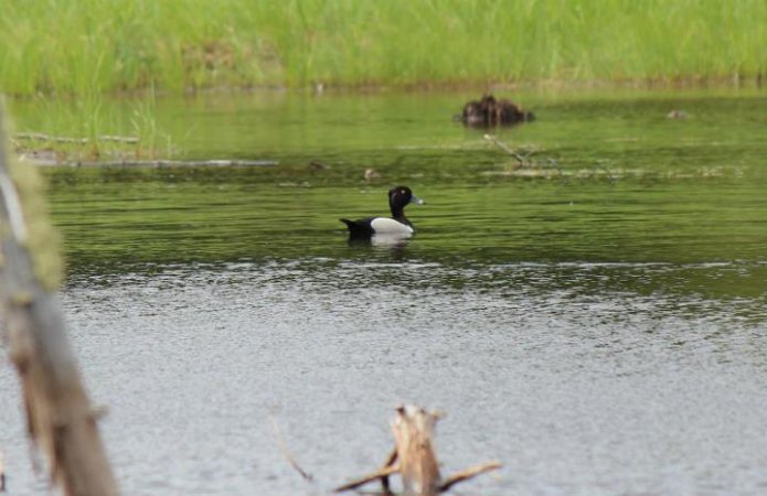 Photo (23): Ring-necked Duck