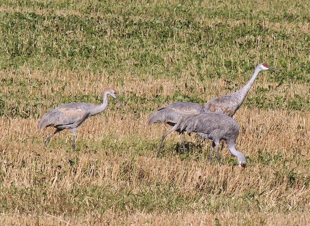 Photo (26): Sandhill Crane