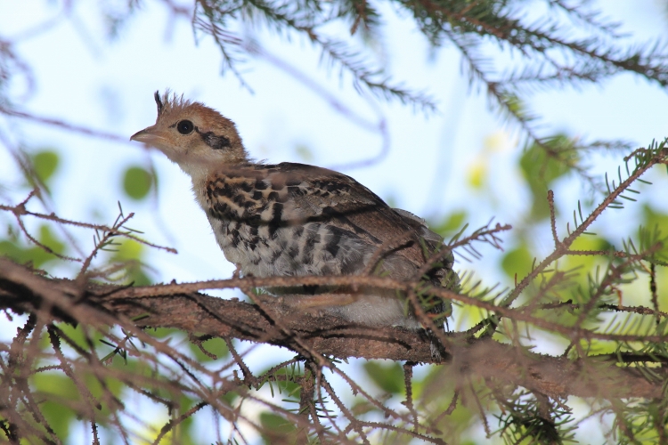 Photo (8): Ruffed Grouse
