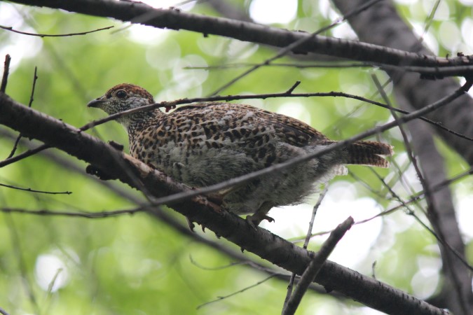 Photo (16): Spruce Grouse