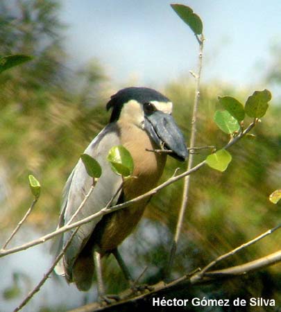Photo (9): Boat-billed Heron