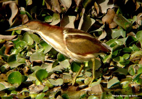 Photo (9): Least Bittern