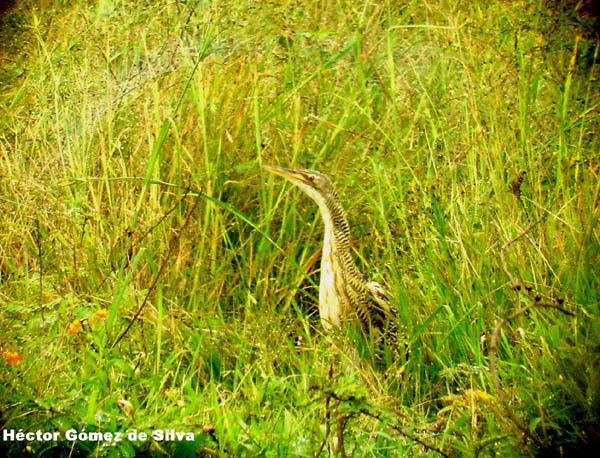 Photo (5): Pinnated Bittern