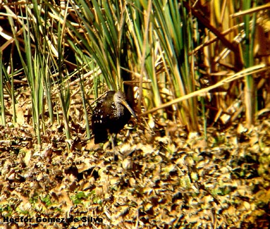 Photo (13): Limpkin