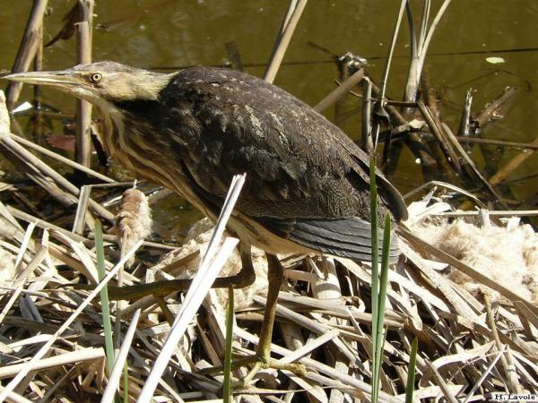 Photo (5): American Bittern