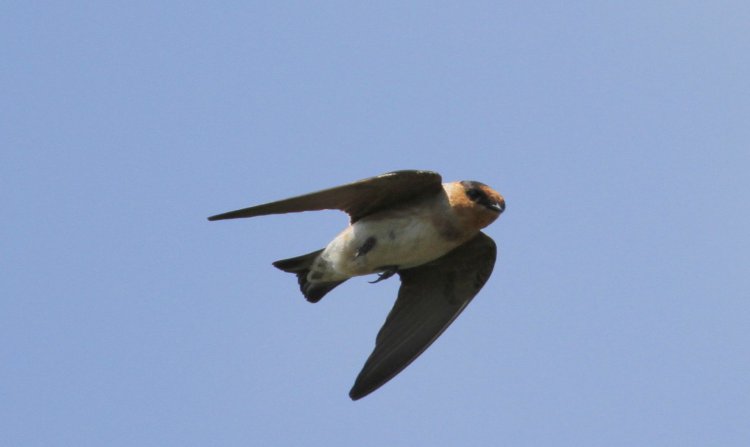 Photo (2): Cave Swallow
