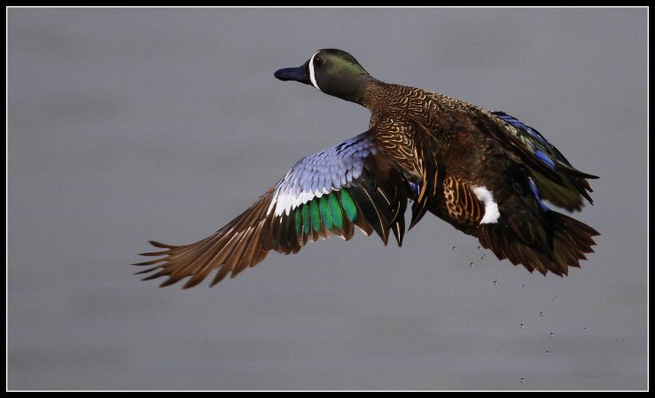 Photo (3): Blue-winged Teal