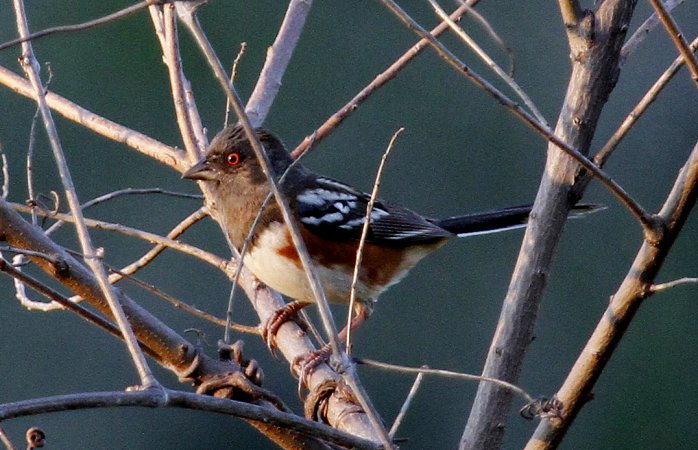 Photo (19): Spotted Towhee