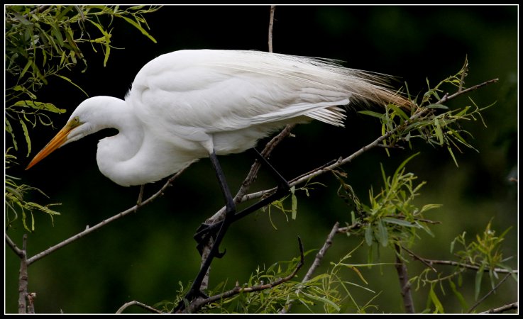 Photo (1): Great Egret
