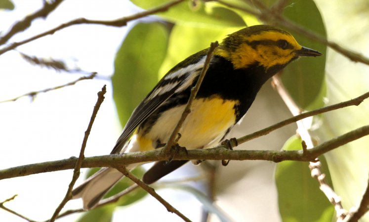 Photo (15): Black-throated Green Warbler