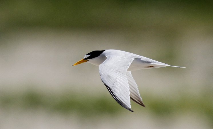 Photo (1): Least Tern