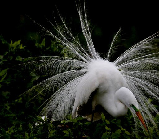 Photo (2): Great Egret
