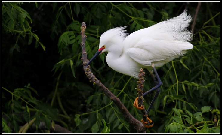 Photo (1): Snowy Egret