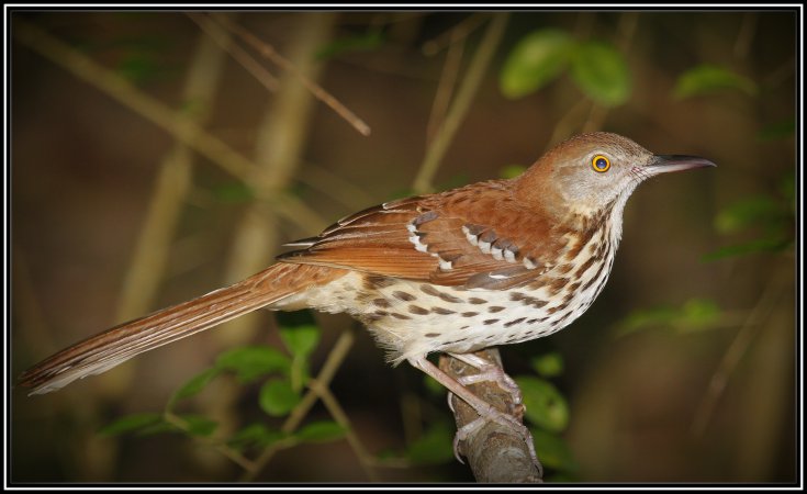 Photo (5): Brown Thrasher