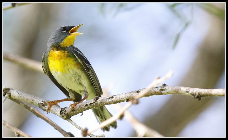 Photo (1): Quiz Species