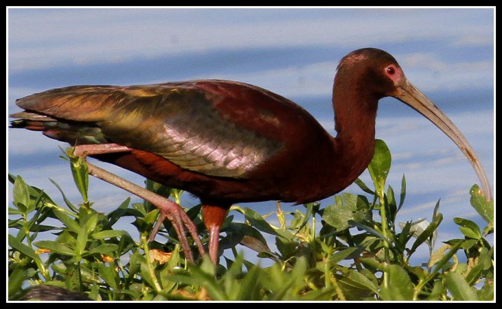 Photo (3): White-faced Ibis
