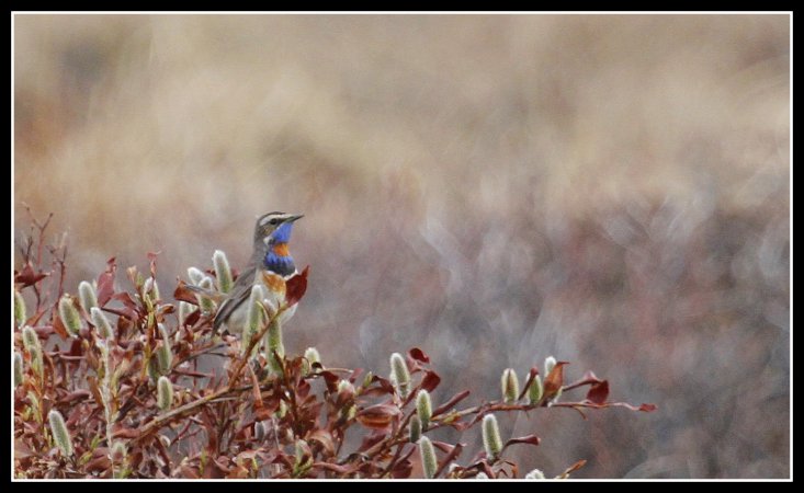 Photo (1): Bluethroat