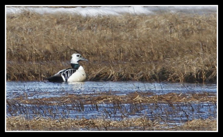 Photo (2): Steller's Eider