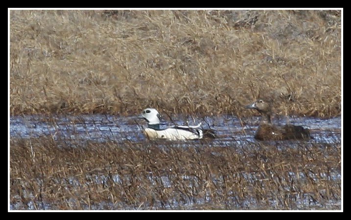 Photo (4): Steller's Eider